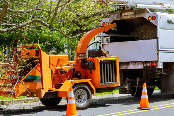 How Our Tree Care Process Works  in  Big Timber, MT